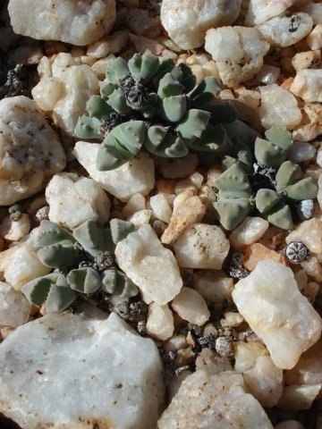 Odontophorus nanus
